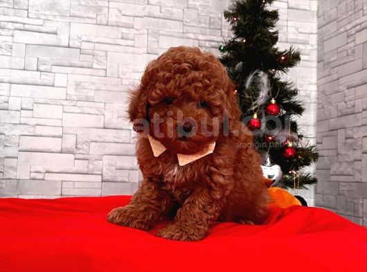 Show Kalite Erkek Ve Dişi Red Brown Toy Poodle Yavrular görsel