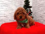 Show Kalite Erkek Ve Dişi Red Brown Toy Poodle Yavrular