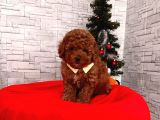 Show Kalite Erkek Ve Dişi Red Brown Toy Poodle Yavrular