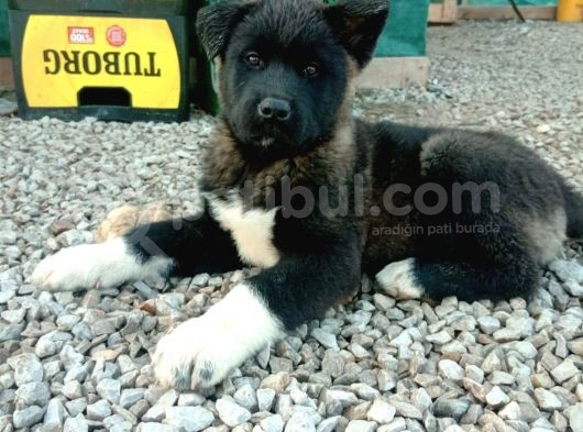 Erkek Ve Dişi Show Kalitede American Akita Yavruları görsel