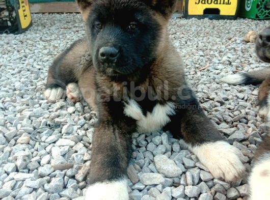 Erkek ve Dişi Show Kalitede American Akita Yavruları