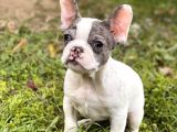 Nadir Renk French Bulldog Yavrularimiz