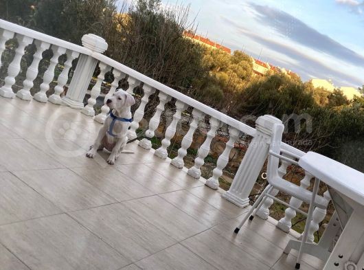 Dogo Argenti̇no Aci̇l Satilik görsel