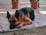 Istanbul A Kalite Alman Kurdu Yavrular