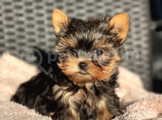Teacup Yorkshire Terrier Yavrular görsel