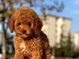 Muhtesem Surat Toy Poodle Yavrularimiz