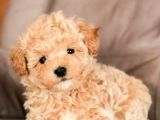 Maltipoo Orjinal Safkan Gerçek Garantili Jenerasyon