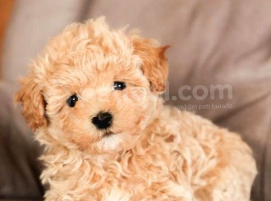 Maltipoo Orjinal Safkan Gerçek Garantili Jenerasyon