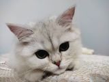 6 Aylık Dişi British Longhair Silver ❤️