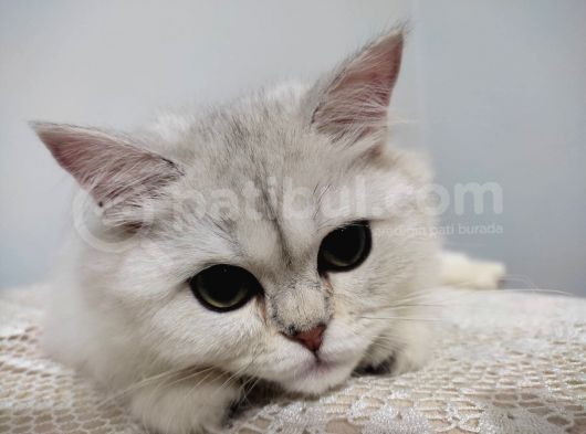 6 Aylık Dişi British Longhair Silver ❤️ görsel