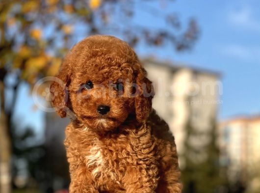 Muhtesem Surat Toy Poodle Yavrularimiz görsel