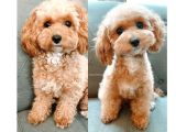 Maltipoo Orjinal Safkan Gerçek Garantili Jenerasyon