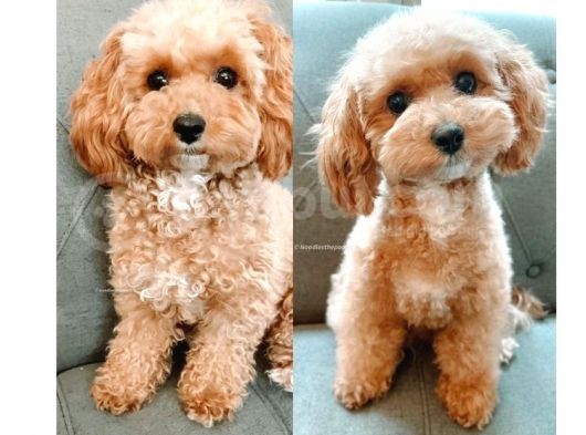 Maltipoo Orjinal Safkan Gerçek Garantili Jenerasyon görsel