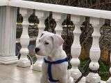 Dogo Argenti̇no Aci̇l Satilik