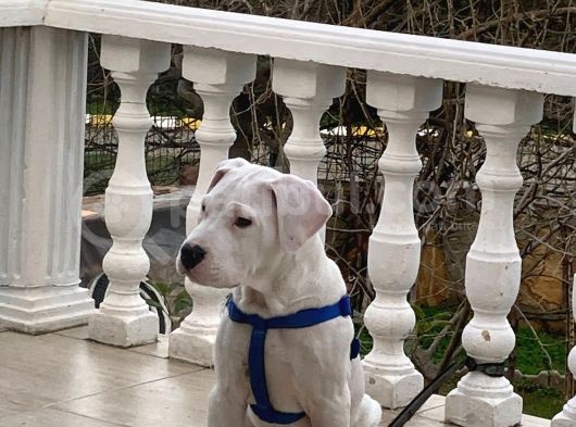 Dogo Argenti̇no Aci̇l Satilik görsel