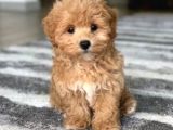 Maltipoo Orjinal Safkan Gerçek Garantili Jenerasyon