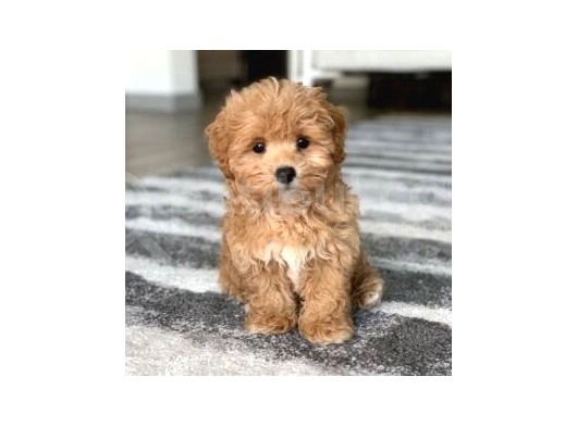 Maltipoo Orjinal Safkan Gerçek Garantili Jenerasyon görsel