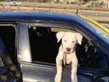 DOGO ARGENTİNO ACİL SATILIK