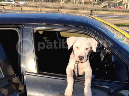 Dogo Argenti̇no Aci̇l Satilik