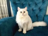 6 Aylık Dişi British Longhair Silver ❤️