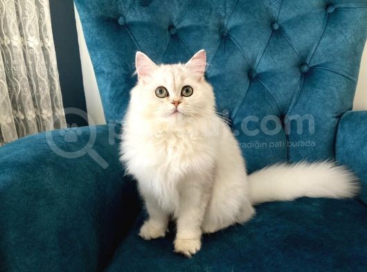 6 Aylık Dişi British Longhair Silver ❤️ görsel