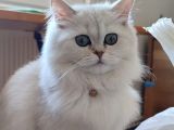 6 aylık Dişi British Longhair Silver ❤️