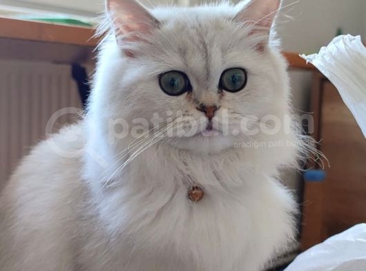 6 Aylık Dişi British Longhair Silver ❤️