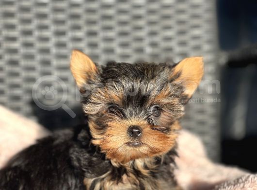 Teacup Yorkshire Terrier Yavrular görsel