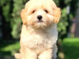 Sevimli Maltipoo Yavrumuz  Teslime Hazır