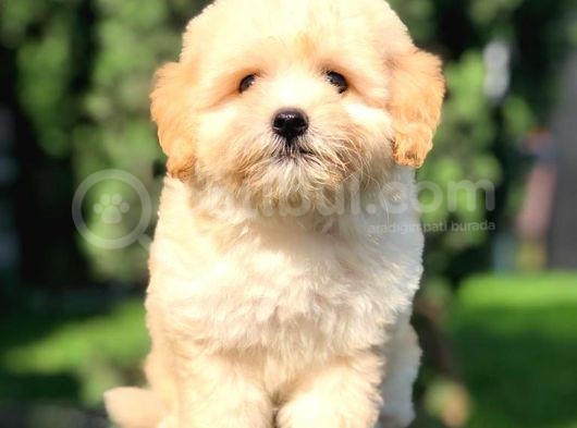 Sevimli Maltipoo Yavrumuz  Teslime Hazır görsel