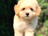 Sevimli Maltipoo Yavrumuz  Teslime Hazır
