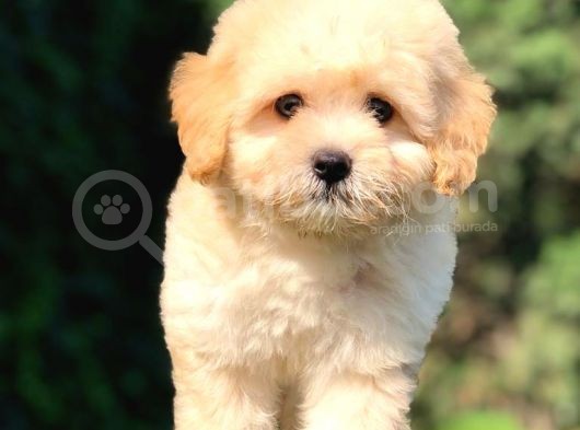Sevimli Maltipoo Yavrumuz  Teslime Hazır