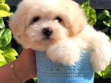 Sevimli Maltipoo Yavrumuz  Teslime Hazır
