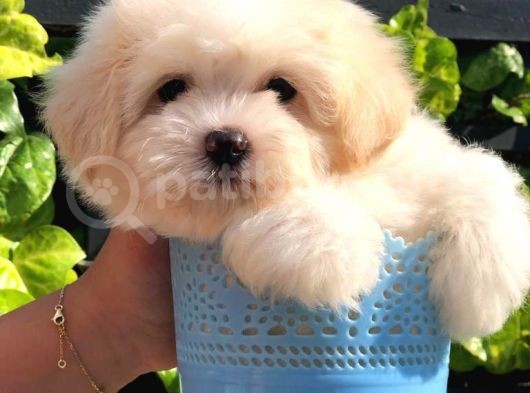 Sevimli Maltipoo Yavrumuz  Teslime Hazır görsel