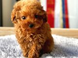 Safkan Red Brown Toy Poodle Yavrularimiz