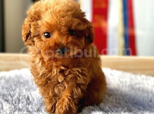 Safkan Red Brown Toy Poodle Yavrularimiz görsel