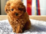 Safkan Red Brown Toy Poodle Yavrularimiz