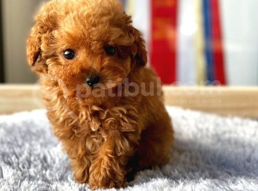 Safkan Red Brown Toy Poodle Yavrularimiz görsel