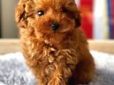 Safkan Red Brown Toy Poodle Yavrularimiz