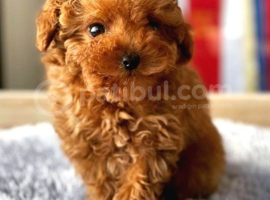 Safkan Red Brown Toy Poodle Yavrularimiz görsel