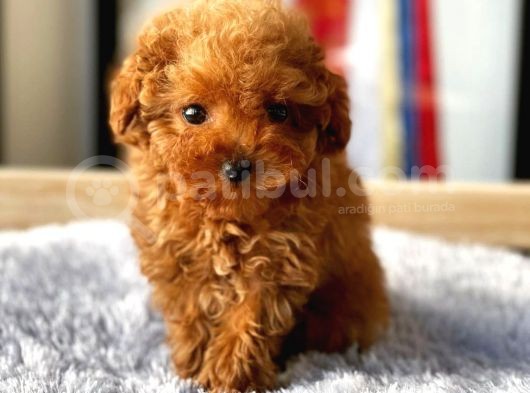 Safkan Red Brown Toy Poodle Yavrularimiz