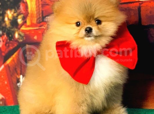 Orange Güzelli̇k Üst Klass Pomerani̇an Boo görsel