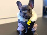 Irk Ve Sağlık Garantili French Bulldog Yavrumuz