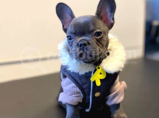 Irk Ve Sağlık Garantili French Bulldog Yavrumuz görsel
