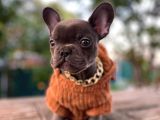 Orjinal French Bulldog Yavrumuz Teslime Hazır