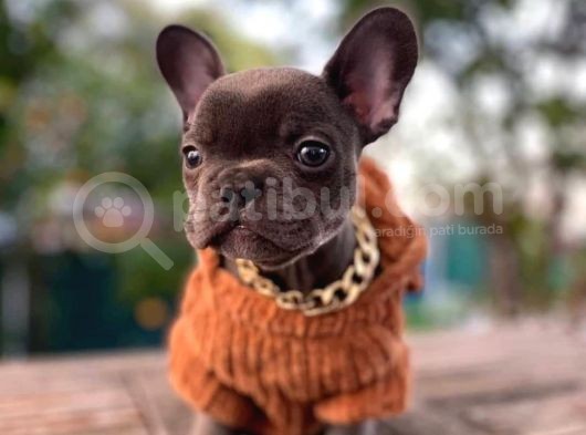 Orjinal French Bulldog Yavrumuz Teslime Hazır görsel