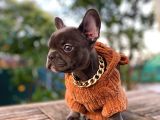 Orjinal French Bulldog Yavrumuz Teslime Hazır