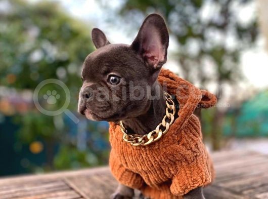 Orjinal French Bulldog Yavrumuz Teslime Hazır