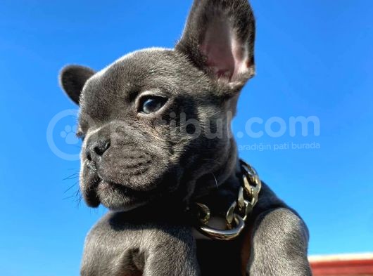 Irk Ve Sağlık Garantili French Bulldog Yavrumuz görsel