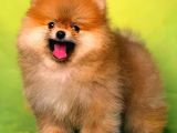 Gülen Yüz Yakişikli Oğlumuz Orange Güzelli̇ği̇